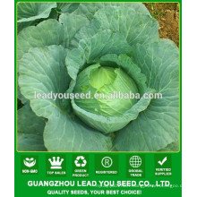 NC04 Hengao high yield oblate cabbage seeds factory